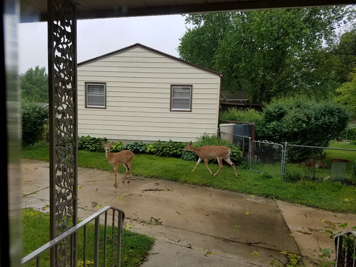 Deer in the driveway